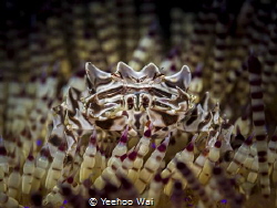 Zebra Crab (Zebrida adamsii)
Padangbai, Bali by Yeehoo Wai 
